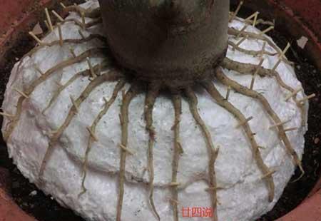 八爪花怎么养殖