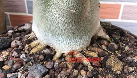 八爪花怎么养殖