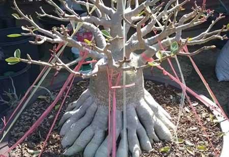 八爪花怎么养殖