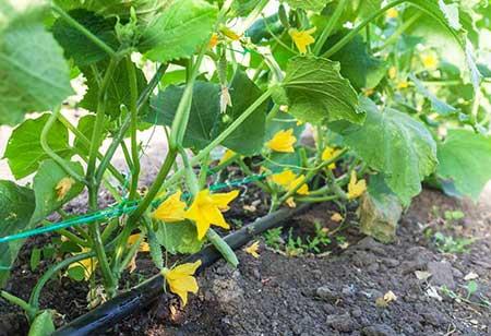 6月份养什么花比较好