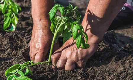 6月份养什么花比较好
