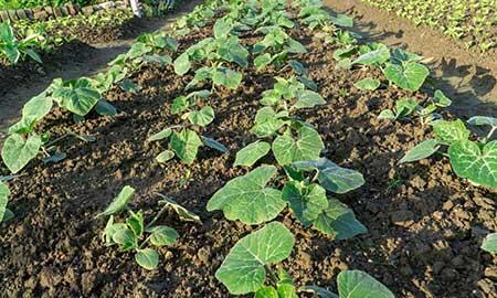 6月份养什么花比较好