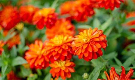 植物养护是什么