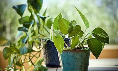 植物养护是什么