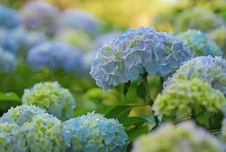 植物养护是什么