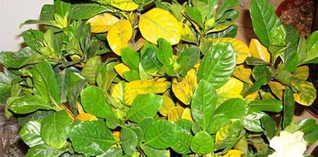 栀子花绿植怎么养