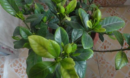 栀子花绿植怎么养