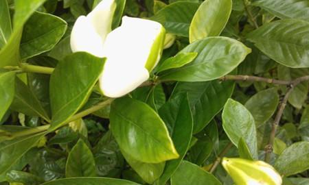 栀子花绿植怎么养