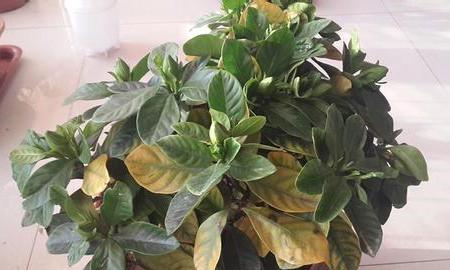 栀子花绿植怎么养