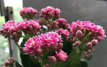 长寿花盆栽怎么养