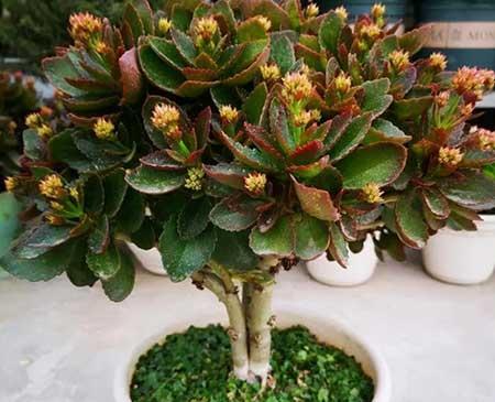 长寿花盆栽怎么养