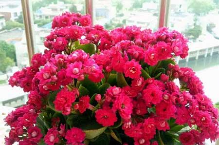 长寿花盆栽怎么养