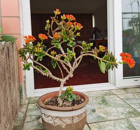 长寿花盆栽怎么养