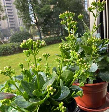 长寿花盆栽怎么养