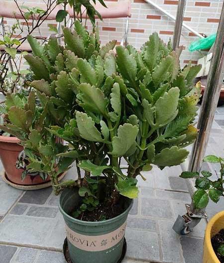 长寿花盆栽怎么养