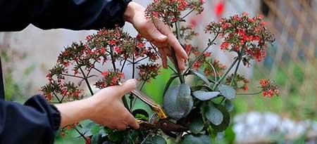 长寿花盆栽怎么养