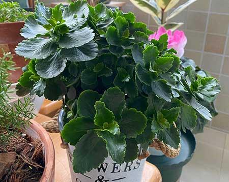 长寿花盆栽怎么养