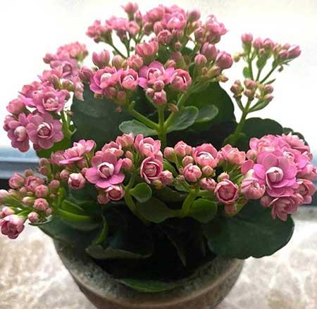 长寿花盆栽怎么养