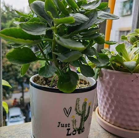 长寿花盆栽怎么养