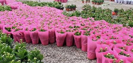 长寿花卉怎样养