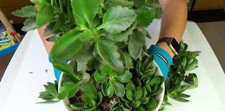 长寿花卉怎样养