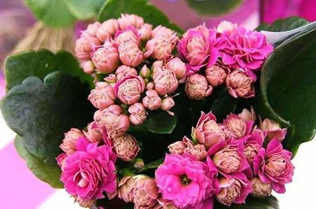 长寿花卉怎样养