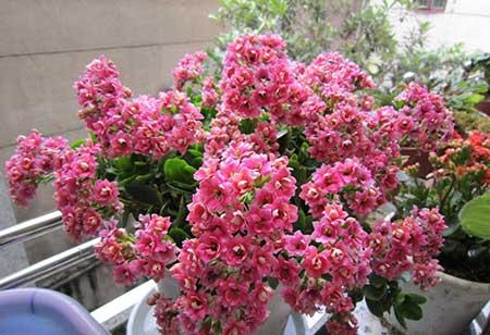 长寿花卉怎样养