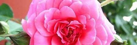 怎样养绿植旺盛