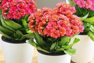 怎样养绿植旺盛