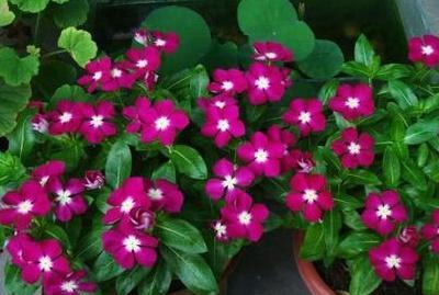 怎样养绿植旺盛