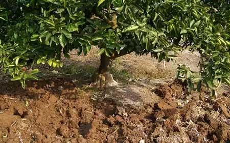 园林种植与养护