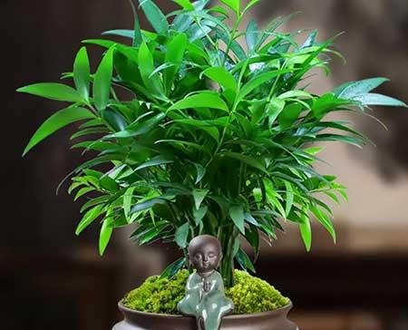养什么绿植
