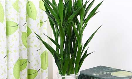 水里养的植物
