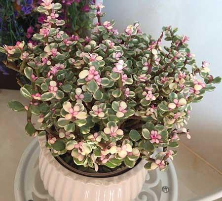 雅乐绿植盆栽怎么养