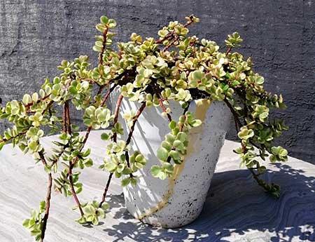 雅乐绿植盆栽怎么养