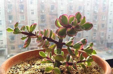 雅乐绿植盆栽怎么养