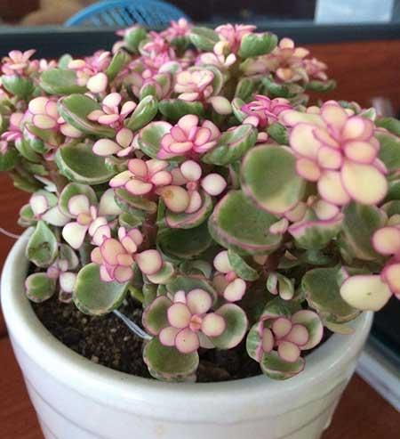 雅乐绿植盆栽怎么养