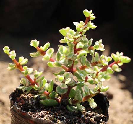 雅乐绿植盆栽怎么养