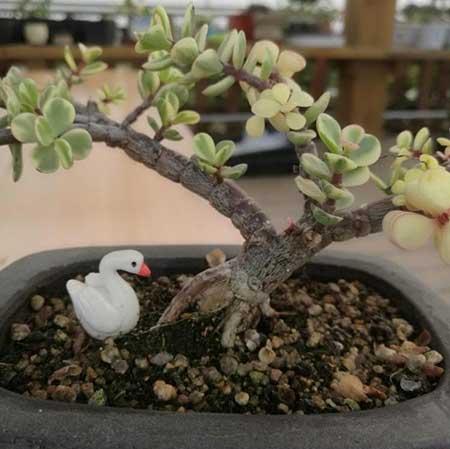 雅乐绿植盆栽怎么养