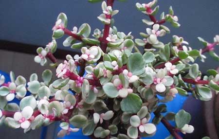 雅乐绿植盆栽怎么养