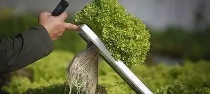 无土绿植怎么养