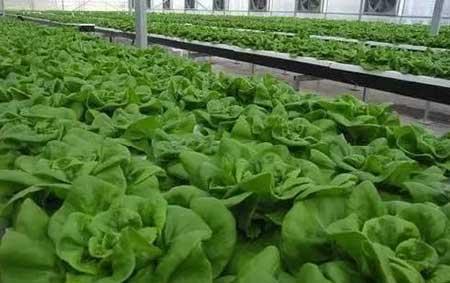 无土绿植怎么养