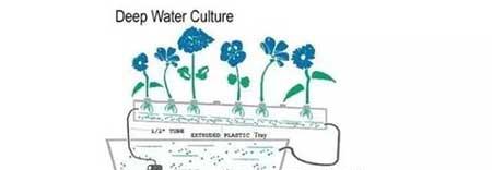 无土绿植怎么养