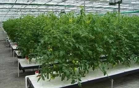 无土绿植怎么养