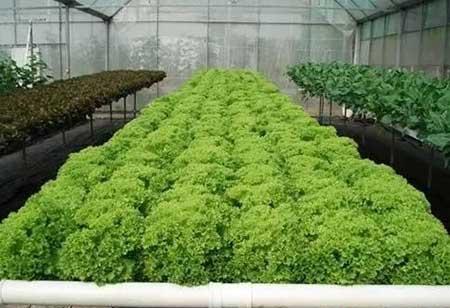 无土绿植怎么养