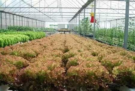 无土绿植怎么养