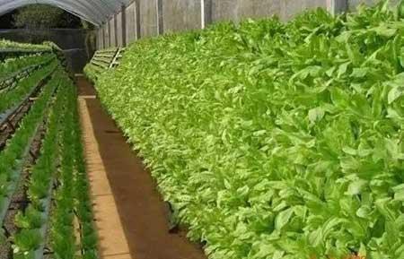 无土绿植怎么养