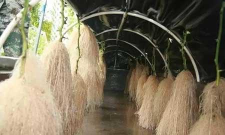 无土绿植怎么养