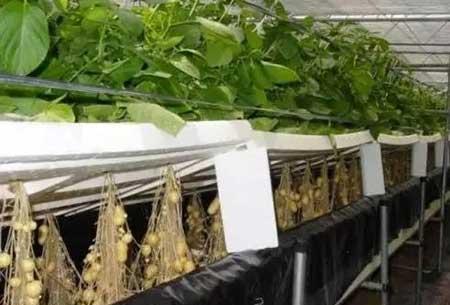 无土绿植怎么养