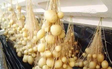 无土绿植怎么养